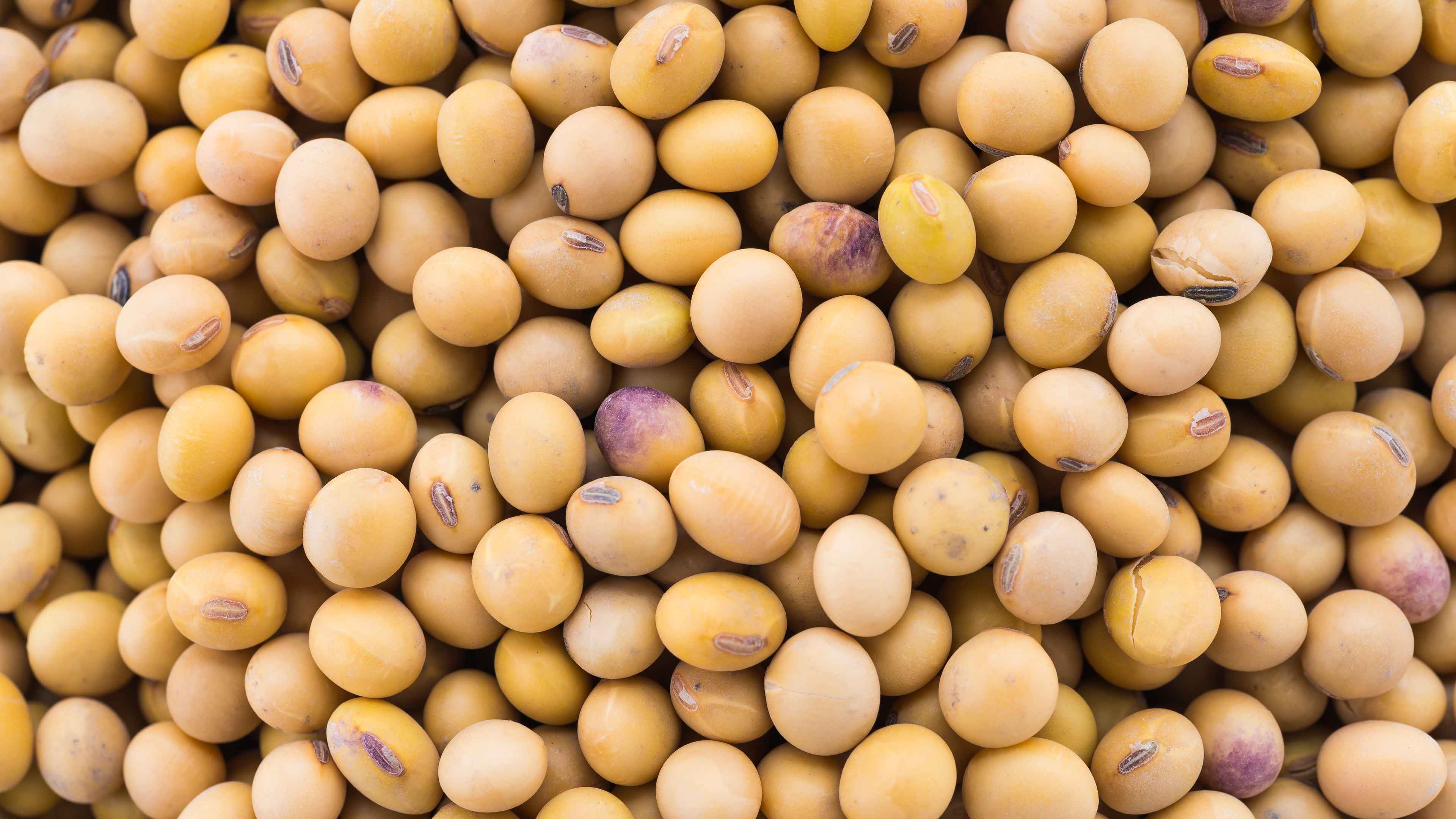 Soya Beans Exporter in Tanzania