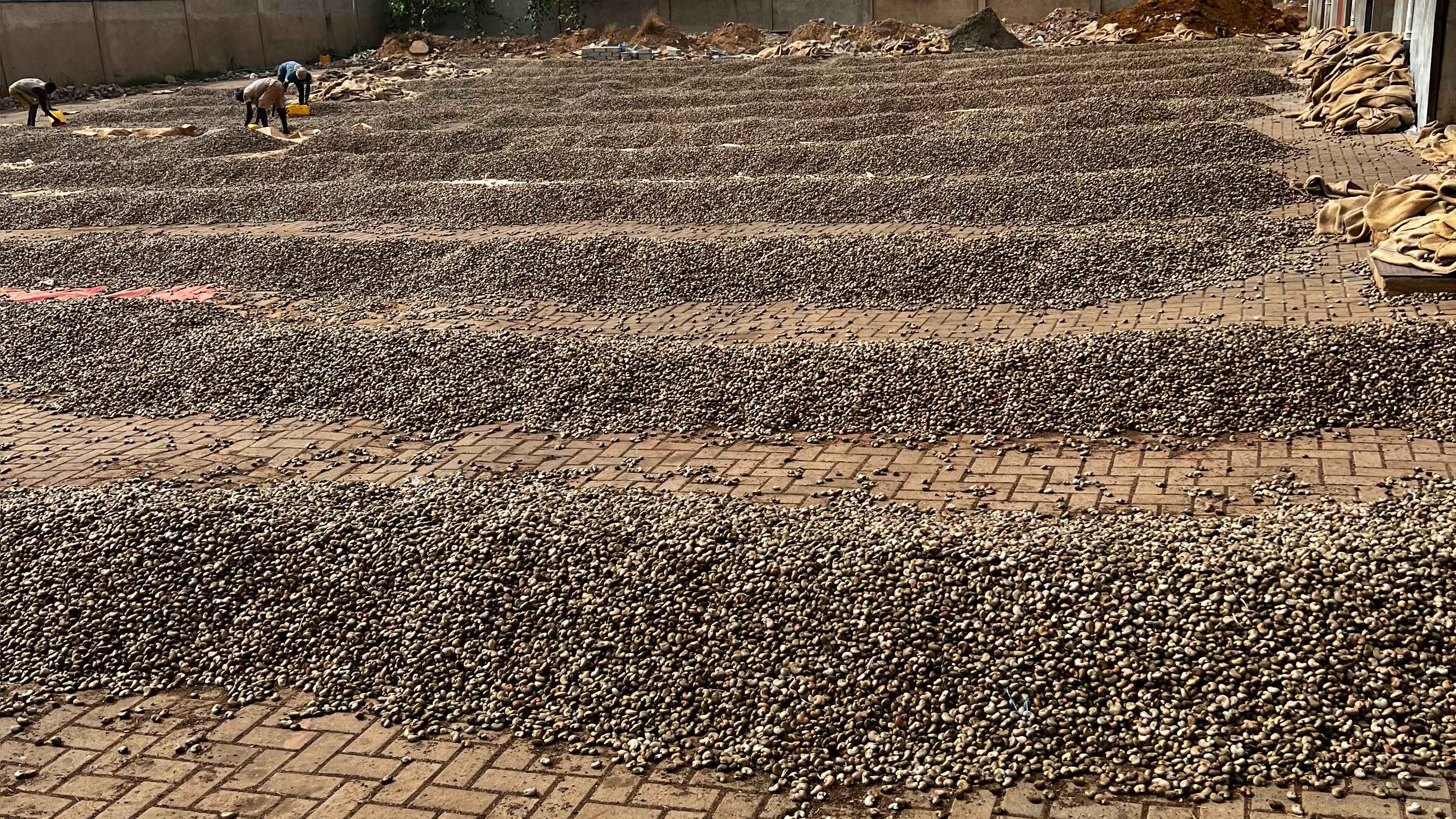 Raw Cashew Exporter in Ghana