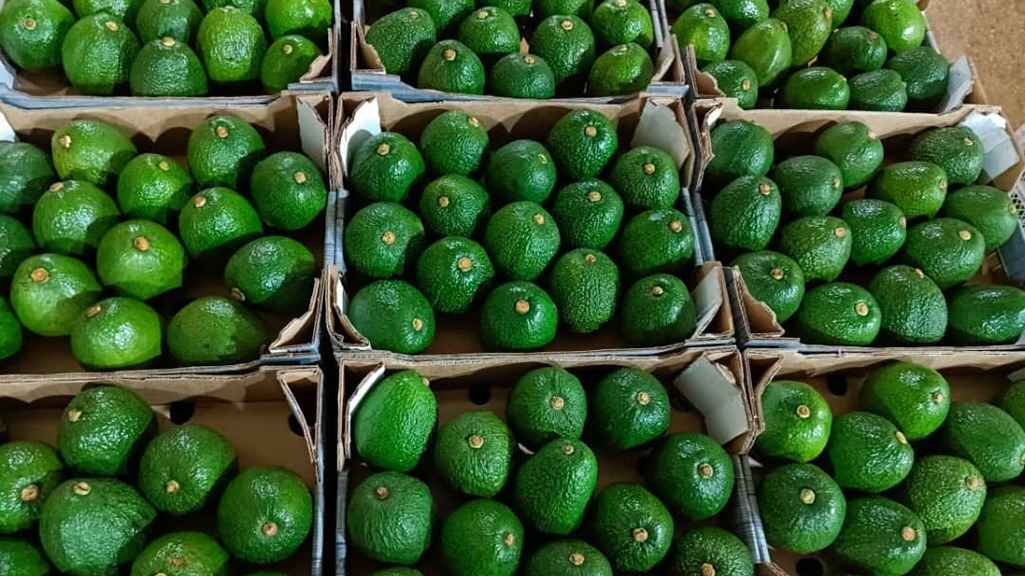 Hass Avocados Exporter in Tanzania