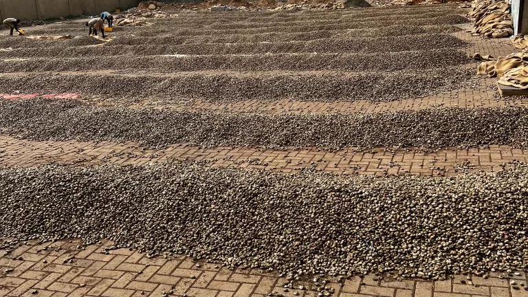 Best raw cashewnut exporter in Africa