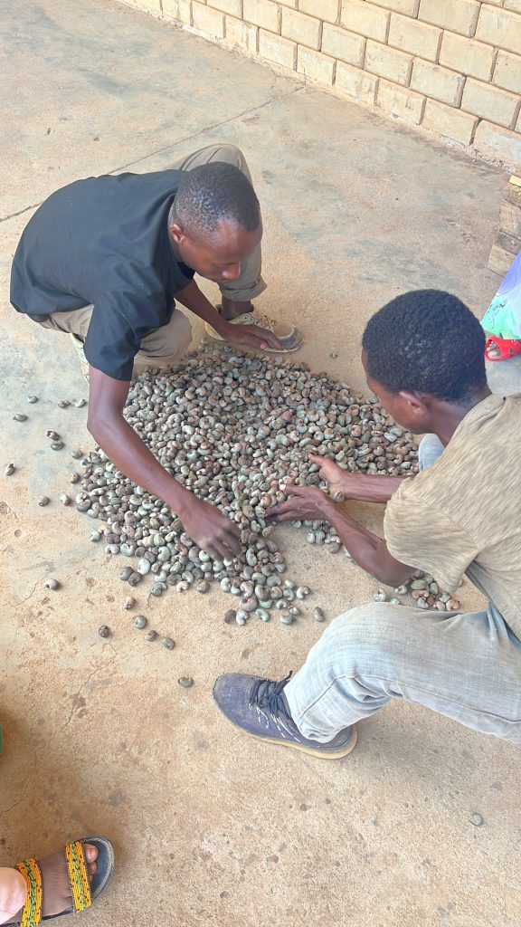 raw cashew exports from Tanzania