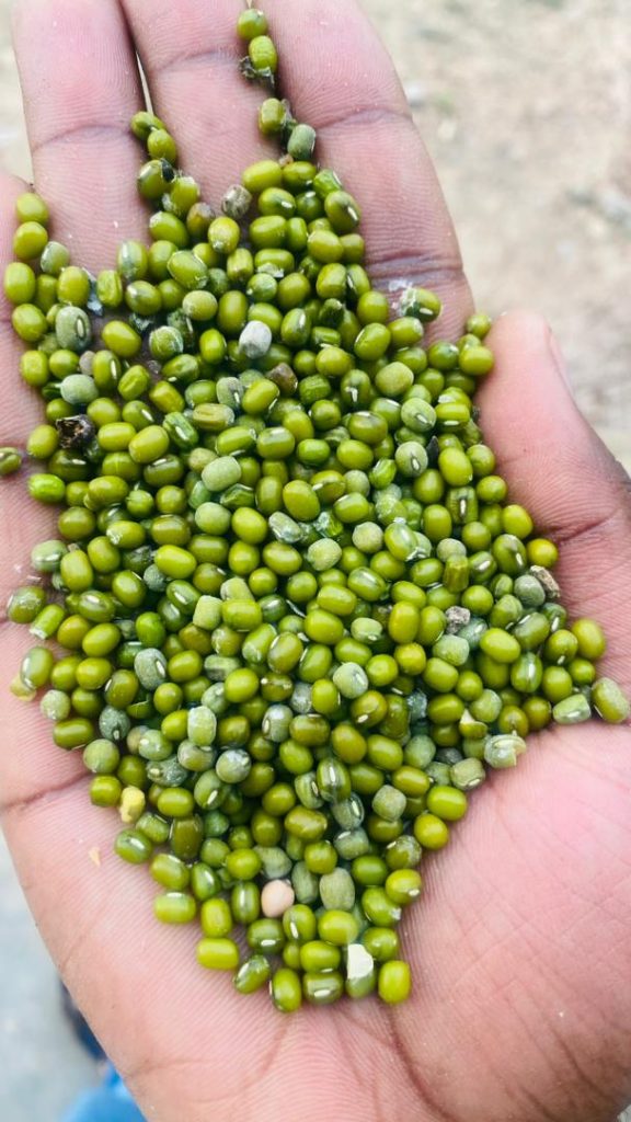 Pulses exporter in Africa