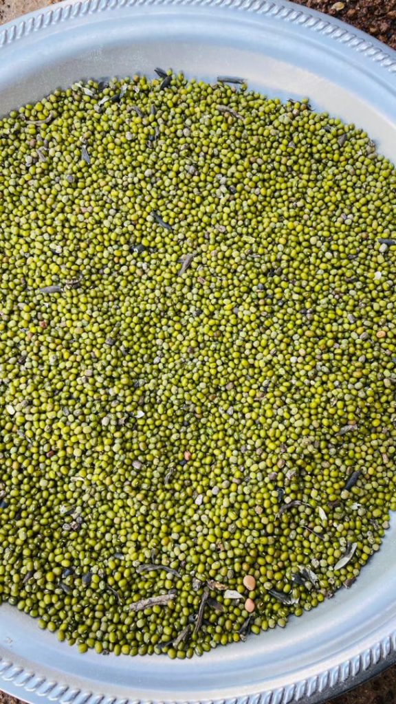 green mung beans quality assurance