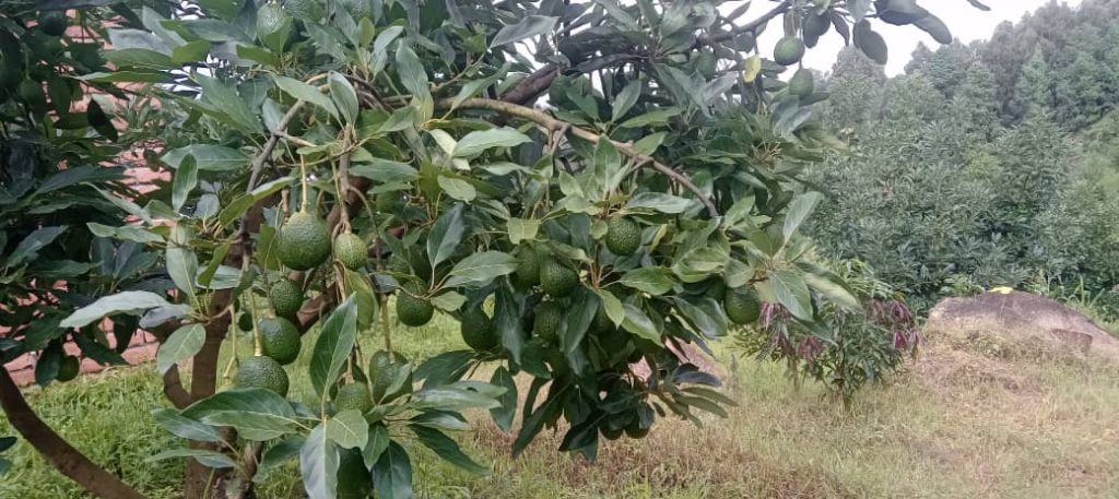Agro Exports from Tanzania to Vietnam and singapore